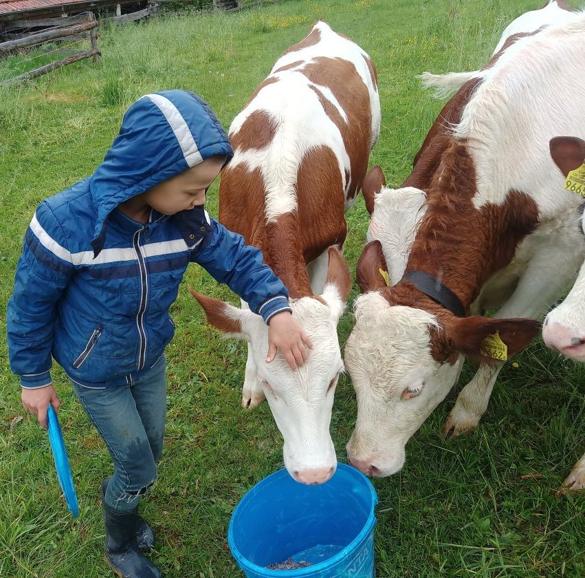 Caresses pour les veaux Jeune enfant caressant les veaux